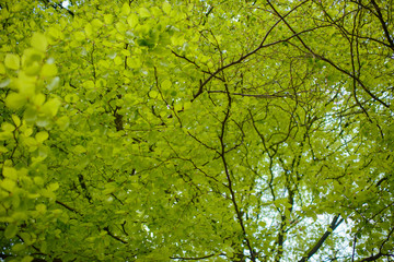 Beautiful nature at morning in the misty spring forest