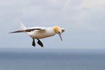 Fliegender Basstölpel über der Nordsee,