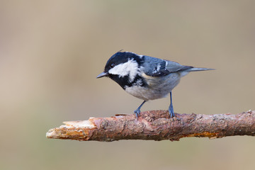 Tannenmeise auf zerbrochenen Tannenast