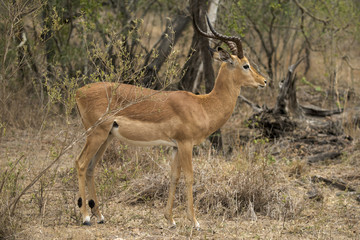 Impala, Aepyceros melampus, male, Parc national Kruger, Afrique du Sud