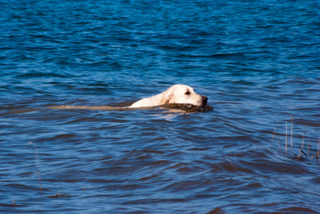 Fototapeta premium Cane che nuota