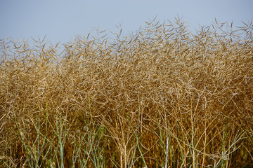 Rape field