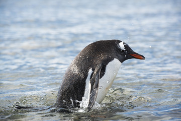Antarctic Gento Penguins