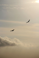 Flying in harmony and having perspective