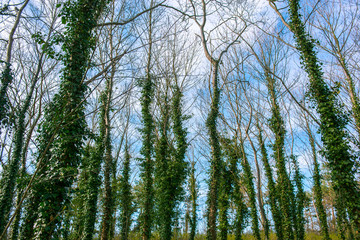 Obraz premium tree covered with ivy