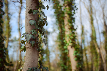 tree covered with ivy