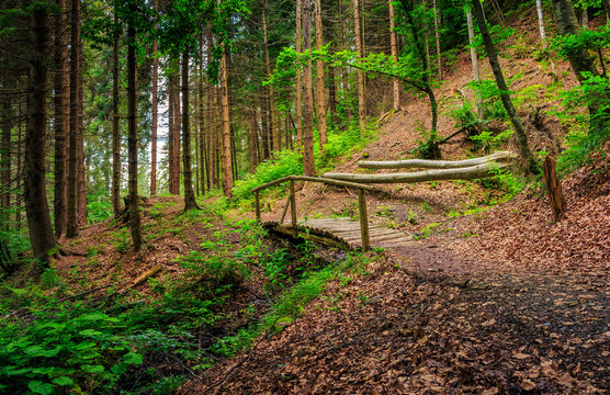 wooden bridge in pine forest