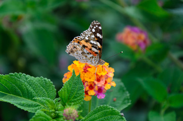 Butterfly on a flower