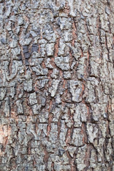 Obraz premium wood tree bark texture for background backdrop use