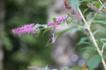 Green and grey humingbird at flower with background greens and g