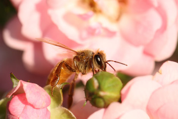 Golden bee macro with pominent eye at green bud with pink backgr