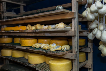 cheese at the dairy, cheese is ripen on racks