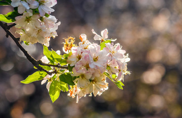 flowers of apple tree on a bulr background