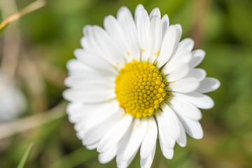 close up of a daisy (Bellis perennis) on green grass in spring
