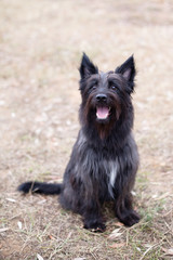 Black terrier