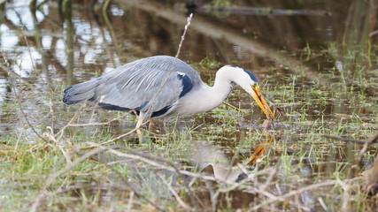 Grey heron catches a frog - Ardea cinerea