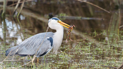 Grey heron catches a frog - Ardea cinerea