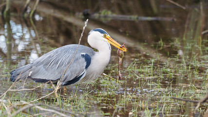 Grey heron catches a frog - Ardea cinerea