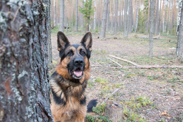 Dog german shepherd in the forest