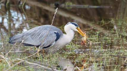 Grey heron catches a frog - Ardea cinerea