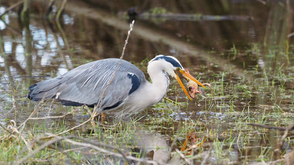 Grey heron catches a frog - Ardea cinerea