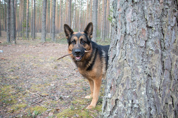 Dog german shepherd in the forest