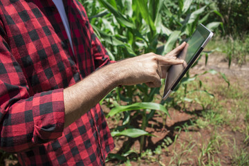 Farmer using digital tablet computer in cultivated corn field plantation. Modern technology application in agricultural growing activity. Concept Image.