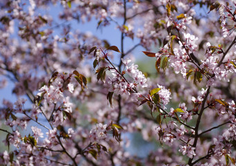  Branch of cherry blossoms