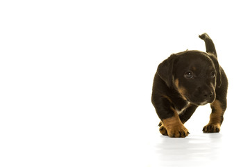Jack Russel puppy  isolated in white background