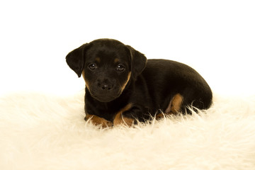 Jack Russel puppy  isolated in white background