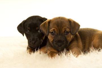 Jack Russel puppy  isolated in white background