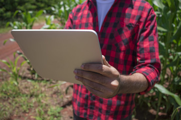 Farmer using digital tablet computer in cultivated corn field plantation. Modern technology application in agricultural growing activity. Concept Image.