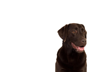 Chocolate brown labrador isolated in white