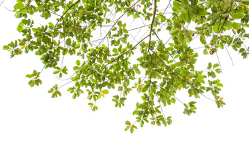 Ivy colorful tree leaf on white isolate background 