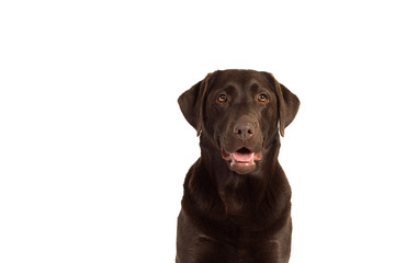 Chocolate brown labrador isolated in white
