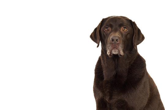 Chocolate Brown Labrador Isolated In White