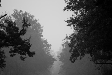 Alberi e nebbia