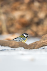 Bird - Great Tit (Parus major) on orange background. Bird standing behind the branch. Winter time.