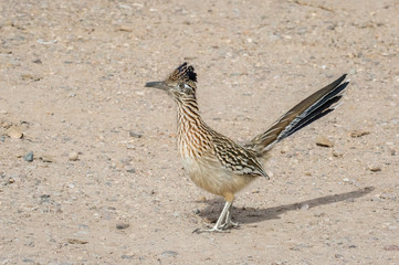 Roadrunner at Rio Grande Nature Center in Albuquerque, New Mexico