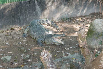 crocodile
