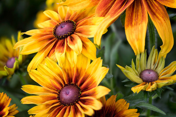 Glowing yellow and orange blossoms of garden flowers at high details with soft focused green background