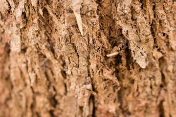 Black ant on crack wood in close up