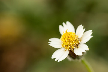 Fototapeta premium Grass flower with blurry background