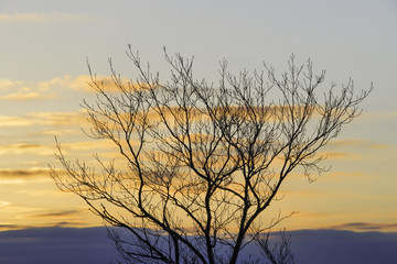 Fototapeta na wymiar Winter tree silhouetted against golden sunrise sky eary morning