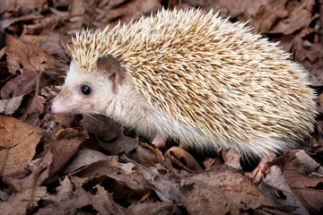 Pygmy hedgehog
