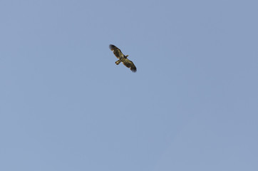 Immature Bald Eagle soaring