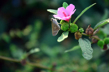 papillon et fleur sauvage © Belty