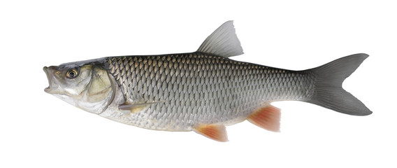 Chub fish isolated on white