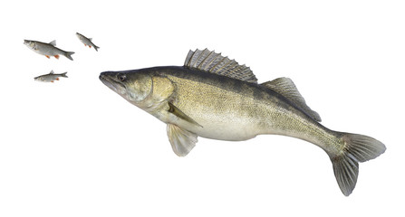 Big zander isolated on white. Fish attacks of small fish