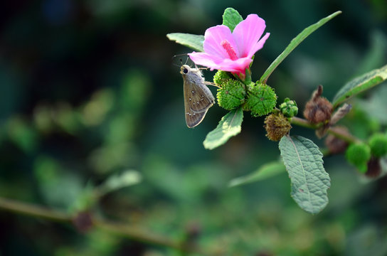 papillon et fleur sauvage